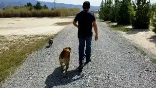 How to train your bulldog to get the mail.