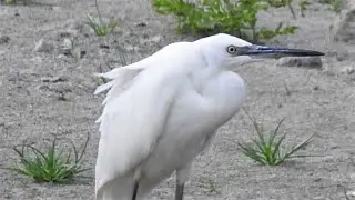 Garzetta (Egretta garzetta)