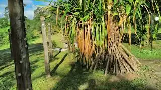 Jardim Passaredo Canastra 
