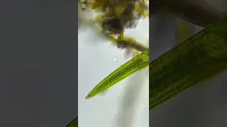 Closterium is one of the microscopic desmids that can be found in most freshwater lakes