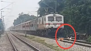 Two Stray Dogs Getting Killed by High Speed Train