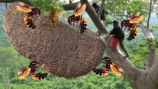 Wild Honey Harvesters: Mastering Tree Climbing and Ancient Beekeeping Techniques