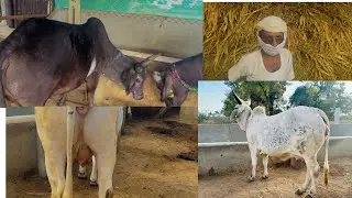 Kankrej cow volg with Bharat Desai