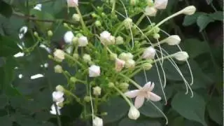 Canon Legria HF S21 sample video(FULL HD 1080p) without powered IS