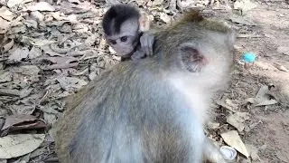 Cute Little Baby Monkey With Mommy Monkey - Tube BBC