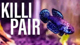 Beautiful Killifish Pair (Pearl Killifish)