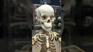 New addition to The Bone Museum ￼