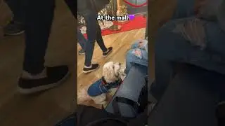 #servicedoglife
