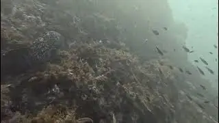 Bajo de Piles II, Cabo de Palos, Diciembre de 2025
