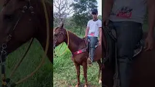 Obrigado Deus #cavalo #fazenda #vaqueirama