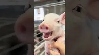 Funny pig 🤣❤️🐷#funny #pets #pig #funnypets