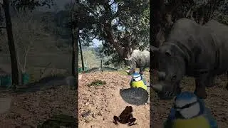 Rhinoceros Frog Falcon And Eurasian Blue Tit #shortsfeed #youtubeshorts #shortvideo