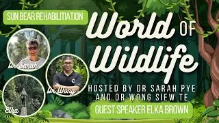 [WOW] Rehabilitation of Borneo Sun Bears [November25]
