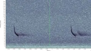 Eastern red bat slowed spectrogram