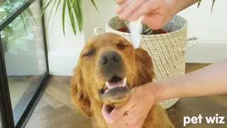 Pet Wiz: Vet Approved | 120 Extra Large Natural Eye Wipes | Gentle & Soothing