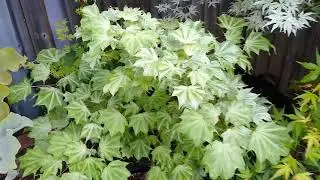 Acer pictum cultivars
