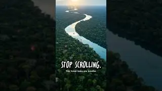 The Amazon Rainforest is often called the lungs of the Earth 🌍