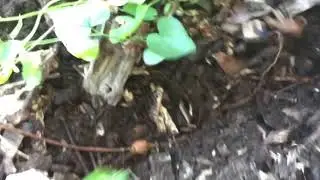 Groundnut Harvest - Apios Americana