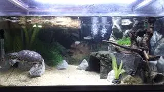 ミシシッピニオイガメが住む混泳水槽をただ眺める動画