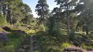 REGENERATION OF CALEDONIAN PINE FOREST pt2