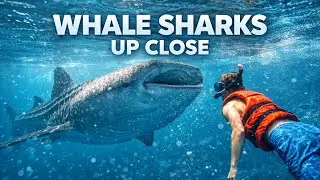 Snorkeling with Whale Sharks 🦈 | Oslob, Philippines