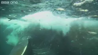 HD Web Extra: Whale GULP - Nature's Great Events - BBC