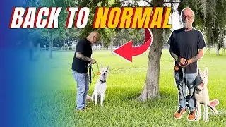 Freedom Through Service Dogs 🐾 | How Canines for Heroes Changes Lives