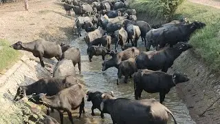 Beautiful Buffaloes Walking, Eating Green Grass & Drinking Water | Relaxing Nature Video