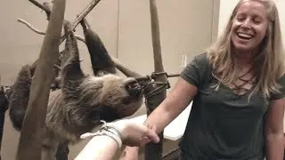 Pittsburgh National Aviary with Sloth Encounter