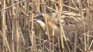 Bittern Catches Fish