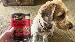 Merrick Real Beef, Lamb + Bison Dinner Wet Dog Food - HONEST REVIEW