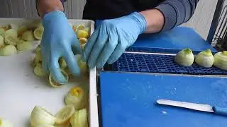 Limoncello tour - Il Convento farm - Sorrento