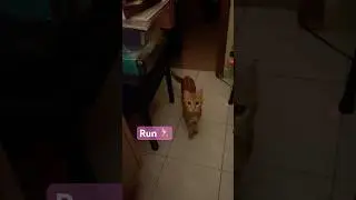 Run 🏃  #cat #cute #modelcat