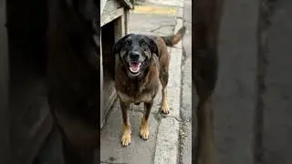 Justi&ccedil;a pelo orellha!