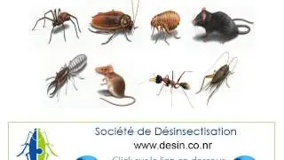 Casablanca Soci&eacute;t&eacute;s Lutte anti punaises