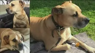 Hollywood Couple Reeling After Dog Manages To Escape From Pet Hotel