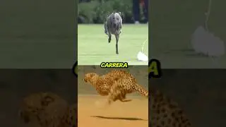 🐶GALGO vs 🐯GUEPARDO en VELOCIDAD
