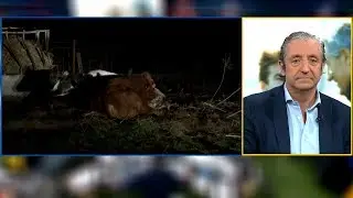 EL CHIRINGUITO, con las VACAS del pueblo de QUIQUE SETI&Eacute;N