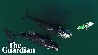 Curious southern right whale nudges paddleboarder in Argentina