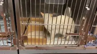 Fractious cat
