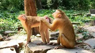 Amazing Talking&hellip;Luna & Liza Are Pregnant Female Monkeys, What&rsquo;re they talking about?