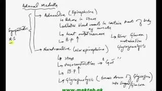 FSc Biology Book2, CH 17, LEC 21  Adrenal Gland   Maktab pk