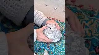 Squirrel's Geode