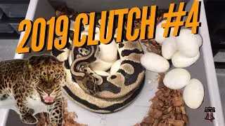2019 Clutch #4
