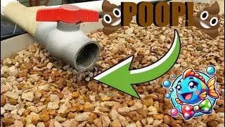 Fishless Cycling & Fresh System Tour! We Pooped in Our Aquaponics System.