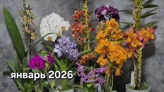Цветение моих орхидей. Январь 2026.