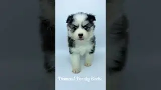 Девочка Помски - Diamond Pomsky Electra #pomsky #pomskydog #minihusky #помски #минихаски
