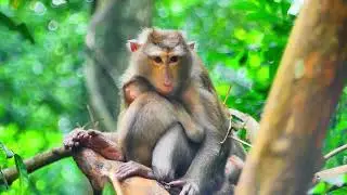 It's time breastfeeding time of Libby monkey for her baby Lily monkey.