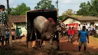 || Beautiful Khillar Bull of Modaga ||