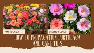 How To Grow Portulaca / Nine&rsquo;O&rsquo; Clock /Office Time Etc Plant&rsquo;s And Propagation,Care Tips 🌱🌱